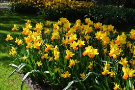Mini Daffodil Jetfire Daffodils Landscape Fall Plants