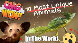 You probably haven't seen most of these animals before. Top 10 Most Unique Animals In The World Youtube