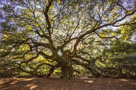 Located on johns island at angel oak park, seeing the tree is free and is a must, especially for those passing by on their way to kiawah or. Das Sind Die Spektakularsten Baume Der Welt Angel Oak Angel Oak Trees South Carolina