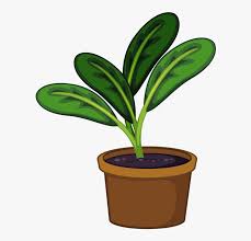 Cartoon Plant Png Pot Plant Png Clipart Transparent Png Kindpng You will receive 4 individual png files with transparent backgrounds. pot plant png clipart transparent png