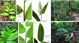 Image result for Pentas micrantha