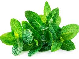 Spearmint vs peppermint what is the difference? What Are The Health Benefits Of Spearmint
