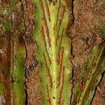 Image result for Loxogramme abyssinica