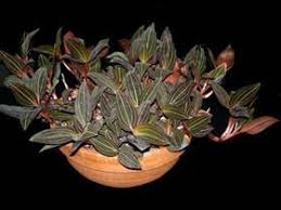 Jewel orchid, or ludisia discolor, is one of the species of an orchid genus called anoectochilus. Jewel Orchid Care Repotme