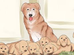 Ovrs looks at the main factors affecting litter size. 3 Ways To Care For A Large Litter Of Puppies Wikihow Pet