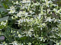 Image result for Clematis commutata