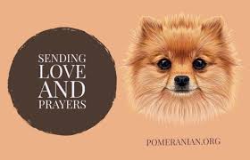 Pomeranian Memes