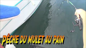 Peche Du Mulet Au Pain Youtube
