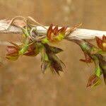 Image result for Polystachya steudneri