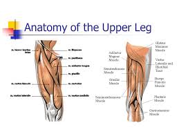 Jul 08, 2020 · the thigh bone, or femur, is the large upper leg bone that connects the lower leg bones (knee joint) to the pelvic bone (hip joint). Anatomy Of The Upper Leg Anatomy Drawing Diagram