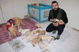 Taking care of newborn puppies will be pretty simple, as long as your golden retriever is healthy and doing her job. Turkish Man Rents Apartment In Central Turkey For Newborn Golden Retrievers Daily Sabah