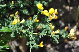 Image result for Adenocarpus