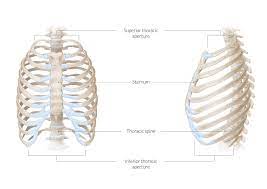 The thorax is anatomical structure supported by a skeletal framework (thoracic cage) and contains the principal organs of respiration and circulation. Chest Wall Amboss