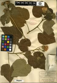 Image result for Pavonia leptocalyx