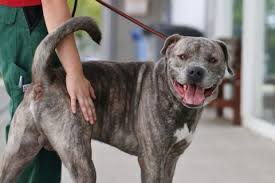 Il cane (canis lupus familiaris linnaeus, 1758) è un mammifero appartenente all'ordine carnivora, della famiglia dei canidi.con l'avvento dell'addomesticamento si è distinto dal lupo di cui è considerato una sottospecie (o, dalla maggior parte degli autori, una forma neotenica). Dogo Canario Mix Arthurus Rude 09 2015 Molosser Vermittlungshilfe