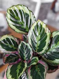Image result for calathea