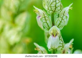 Image result for Justicia betonica