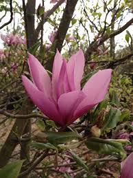 Check spelling or type a new query. Magnolia Susan Susan Magnolia Deepdale Trees