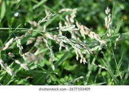 Image result for Eragrostis pilosa