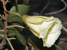 Image result for Thespesia populneoides