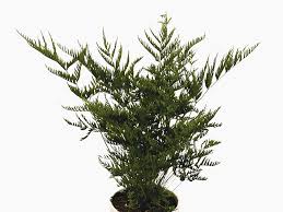 Image result for Pteris burtonii