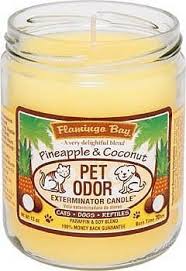 Simply light and the special enzyme formulation will remove smoke, pet and household odors while leaving a refreshing fragrance behind. Pineapple Coconut Pet Odor Candle Buy Online In Angola At Angola Desertcart Com Productid 57959247