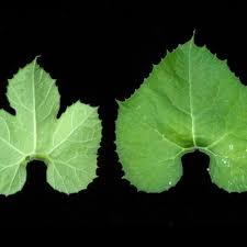 Image result for Kedrostis nana