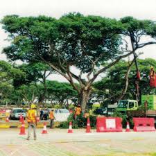 Our certified and skilled arborists have years of experience caring for trees of various species and sizes. Front Page Evergreen Landscape Construction Pte Ltd Singapore