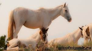 We did not find results for: Siapa Mustang Kuda Liar Mustanga