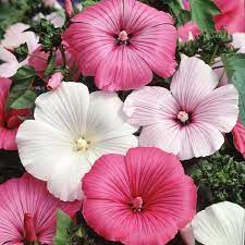Rose Mallow Seeds Mixed Colors Flower Seeds In Packets Bulk Eden Brothers Mallow Flower Flower Seeds Hibiscus