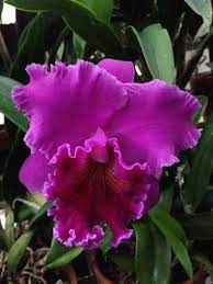 Blc Haruko Kanzaki Volcano Queen Orchids Succulents Plants