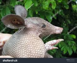 Image result for Dolichos junodii