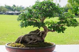 Image result for Ficus virens