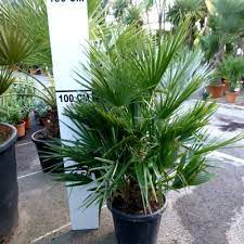 Les palmiers sont des plantes qui poussent généralement dans les régions chaudes du globe, mais dont les exigences on distingue ainsi :les palmiers d'extérieur, qui réclament gén. Palmier Nain En Pot De 13l 60 80cm De Haut Vente En Ligne De Plants De Palmier Nain En Pot De 13l 60 80cm De Haut Pas Cher Leaderplant