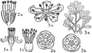 Image result for Erythroxylaceae