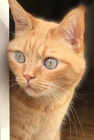 Https Www Facebook Com Dougmarkproductions Cute Cats Kittens Crazy Cats