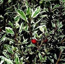 Rhamnus Alaternus Variegata At San Marcos Growers Low Water Gardening Variegated Growers