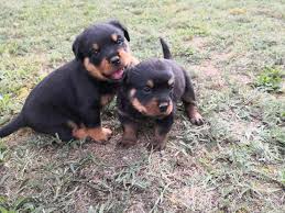 Wir suchen besitzer, die ein haus mit garten besitzen. Adrk Rottweilerwelpen Aus Leistungszucht Suchen Liebevolles Zuhause In Bad Schmiedeberg Bad Schmiedeberg Auf Kleinanzeigen De