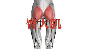 臀大肌Gluteus maximus - YouTube