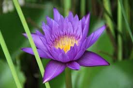 Alex bali vloger 72 views17 days ago. Welcoming October Musim Bunga Penuh Warna Nimadesriandani