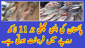 Most Expensive Fish In Pakistan 2019 Gwadar Sowa Kir Million Rupees Youtube Kindly like and subscribe for more video latest seafood rates karachi fishery market on 1st january 2020 karachi pakistan my whats no.03233305350. most expensive fish in pakistan 2019 gwadar sowa kir million rupees