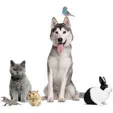 We did not find results for: Fort Mill Tega Cay Pet Care Pet Sitting Pet Nanny Dog Walking