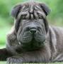 Wrinkly dog breeds from www.purina.co.uk