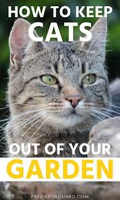 Get a kids' sandbox, and plant some catnip plants around one side. How To Keep Cats Out Of Your Garden Predator Guard Predator Deterrents And Repellents Organic Vegetable Garden Organic Gardening Tips Garden Pests