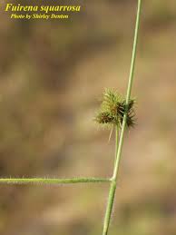 Image result for Fuirena microcarpa