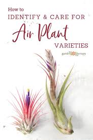 The air plants are attached to the. What Kind Of Tillandsia Do I Have Identify And Care For Common Air Plant Varieties Garden Therapy