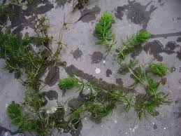 Image result for Ceratophyllaceae