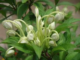 Image result for Clerodendrum incisum