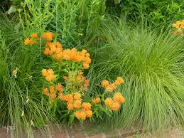 It is one of about 115 species that occur in the americas. Asclepias Tuberosa The Butterfly Queen Virginia Native Plant Society