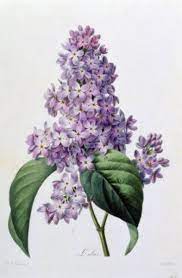 Lilacs Cross Stitch Pattern Pdf Format Etsy Flower Prints Art Flower Art Botanical Art